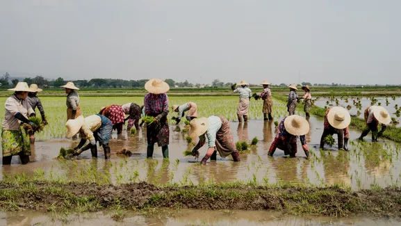 Farmers in straw hats in field