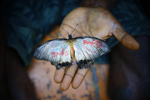 PNG butterfly